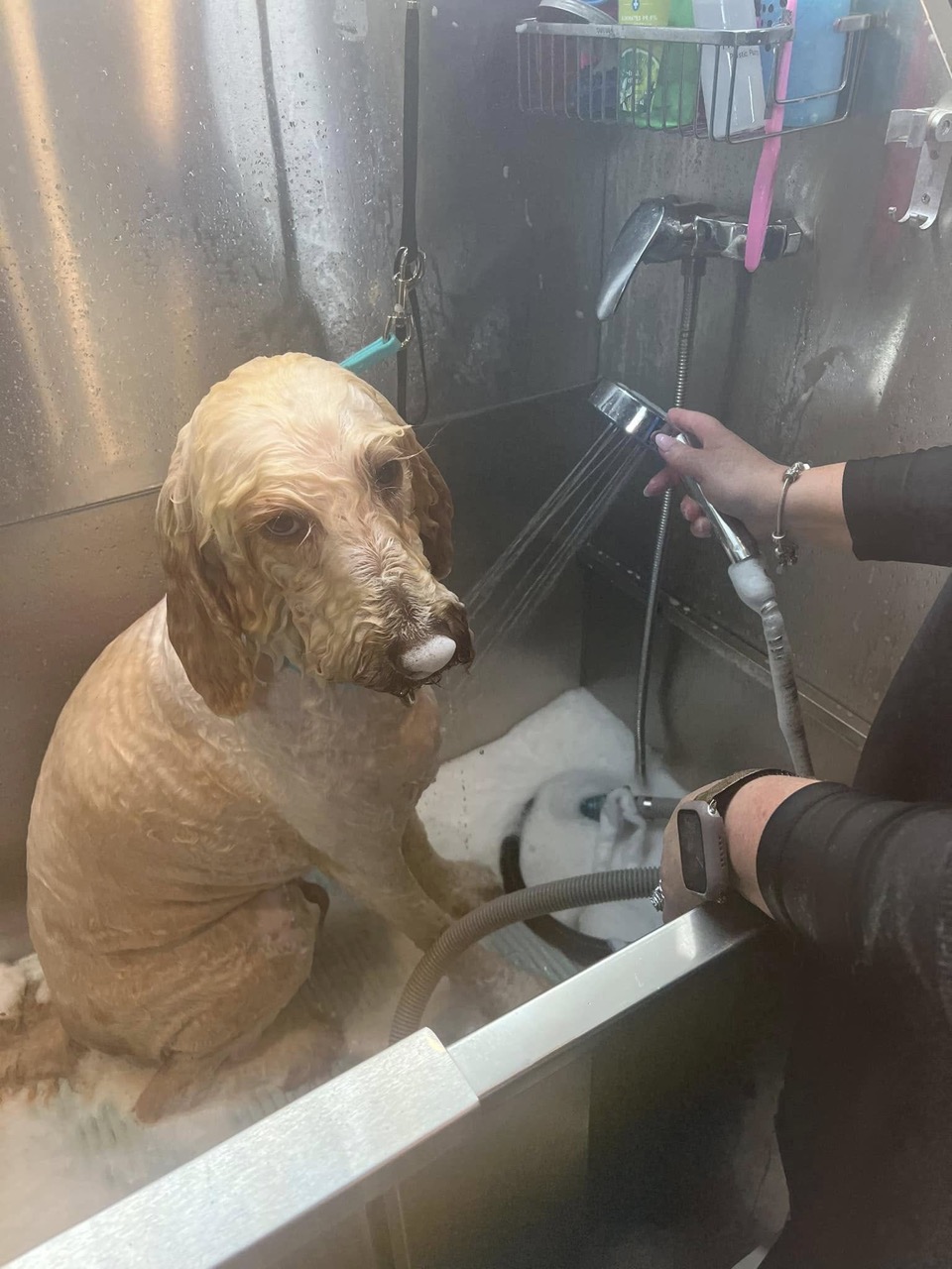Bath & Blow Dry