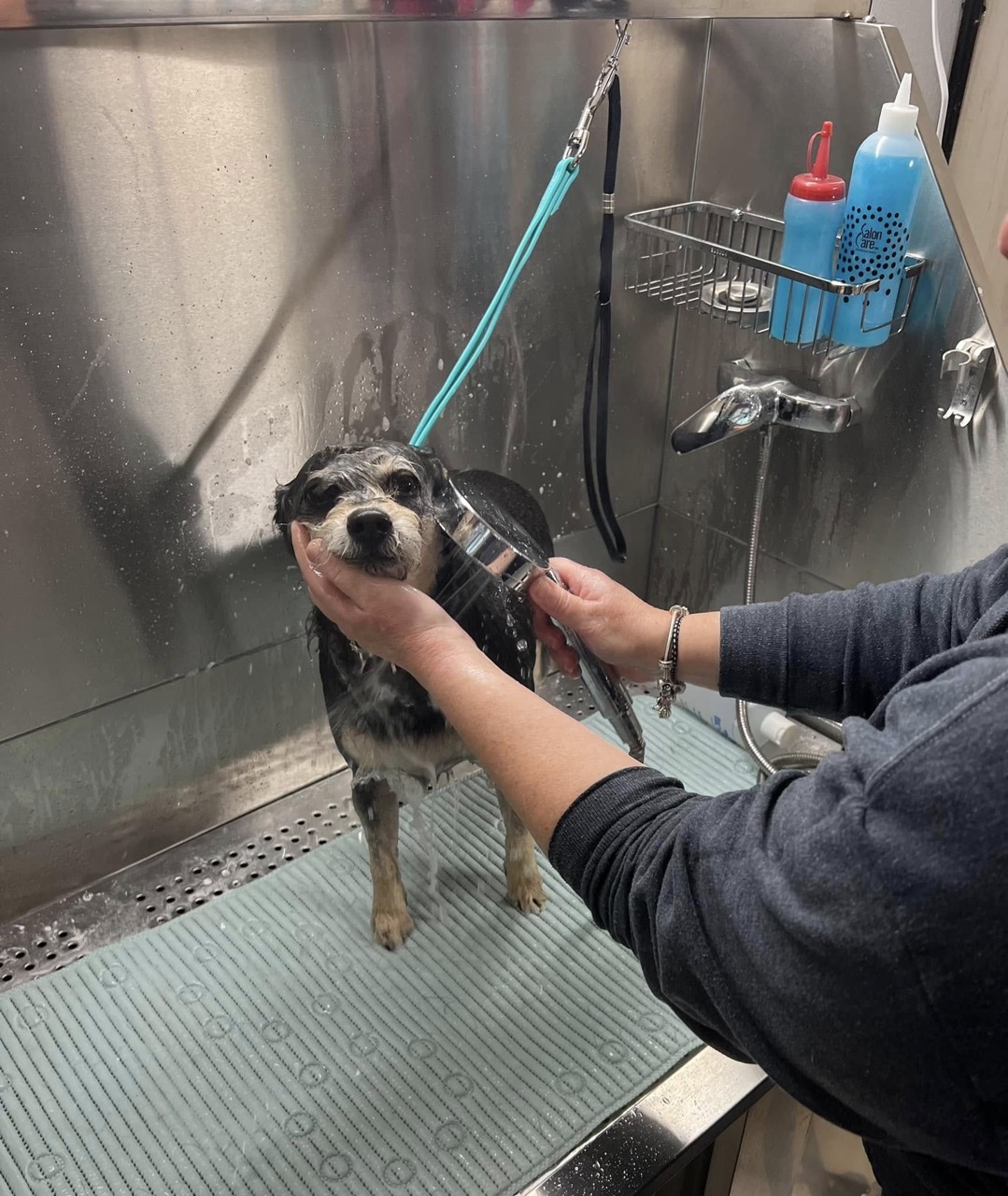 Mobile Grooming