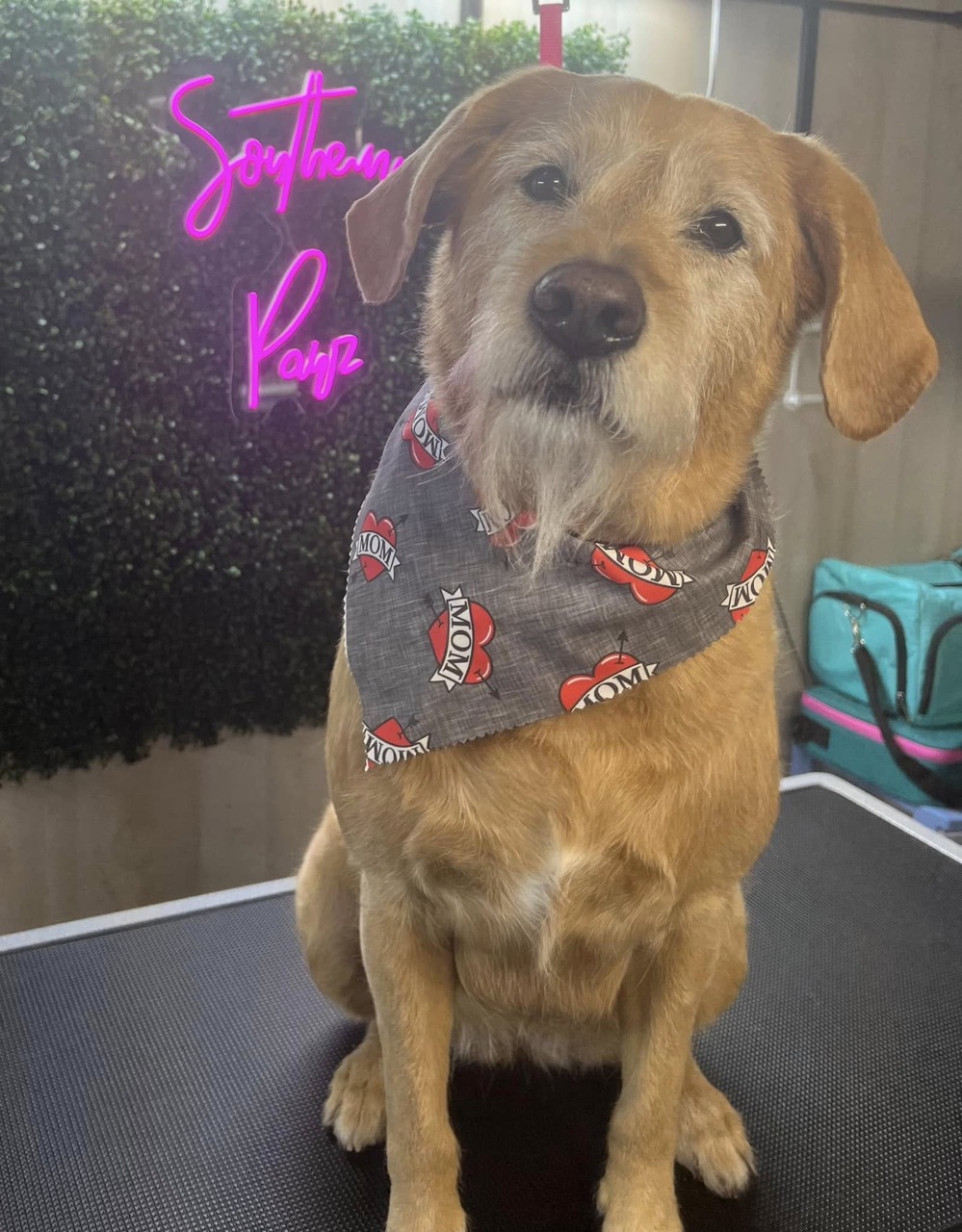 Mobile Grooming Gallery image