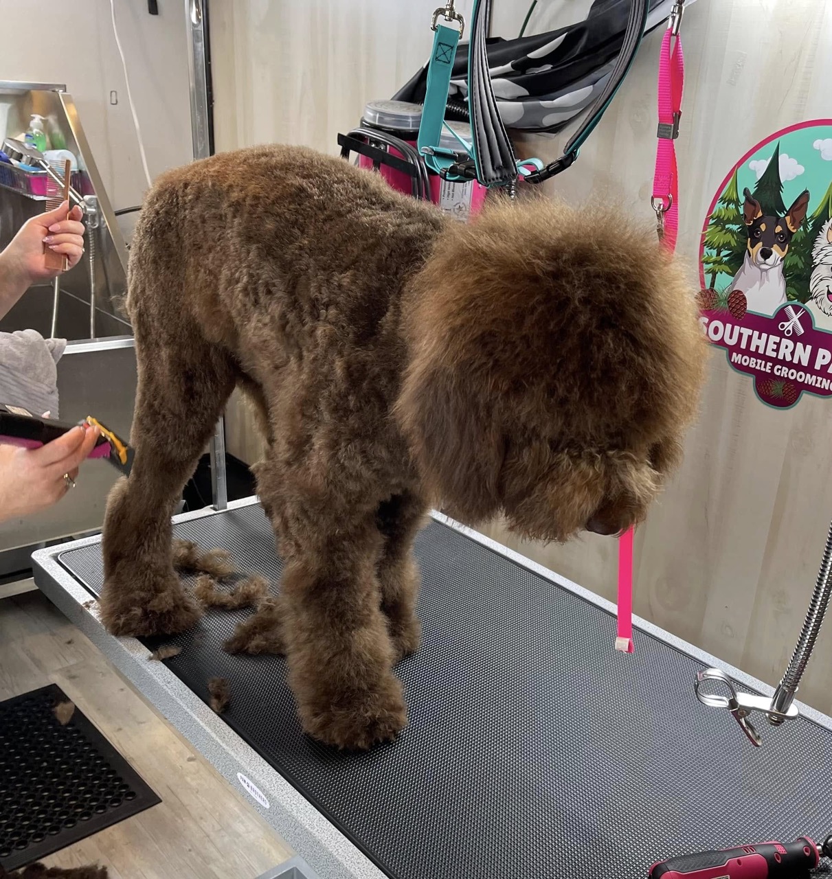 Mobile Grooming