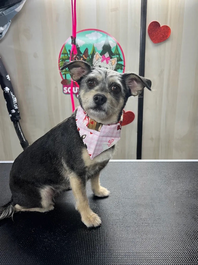 Grooming & Styling
