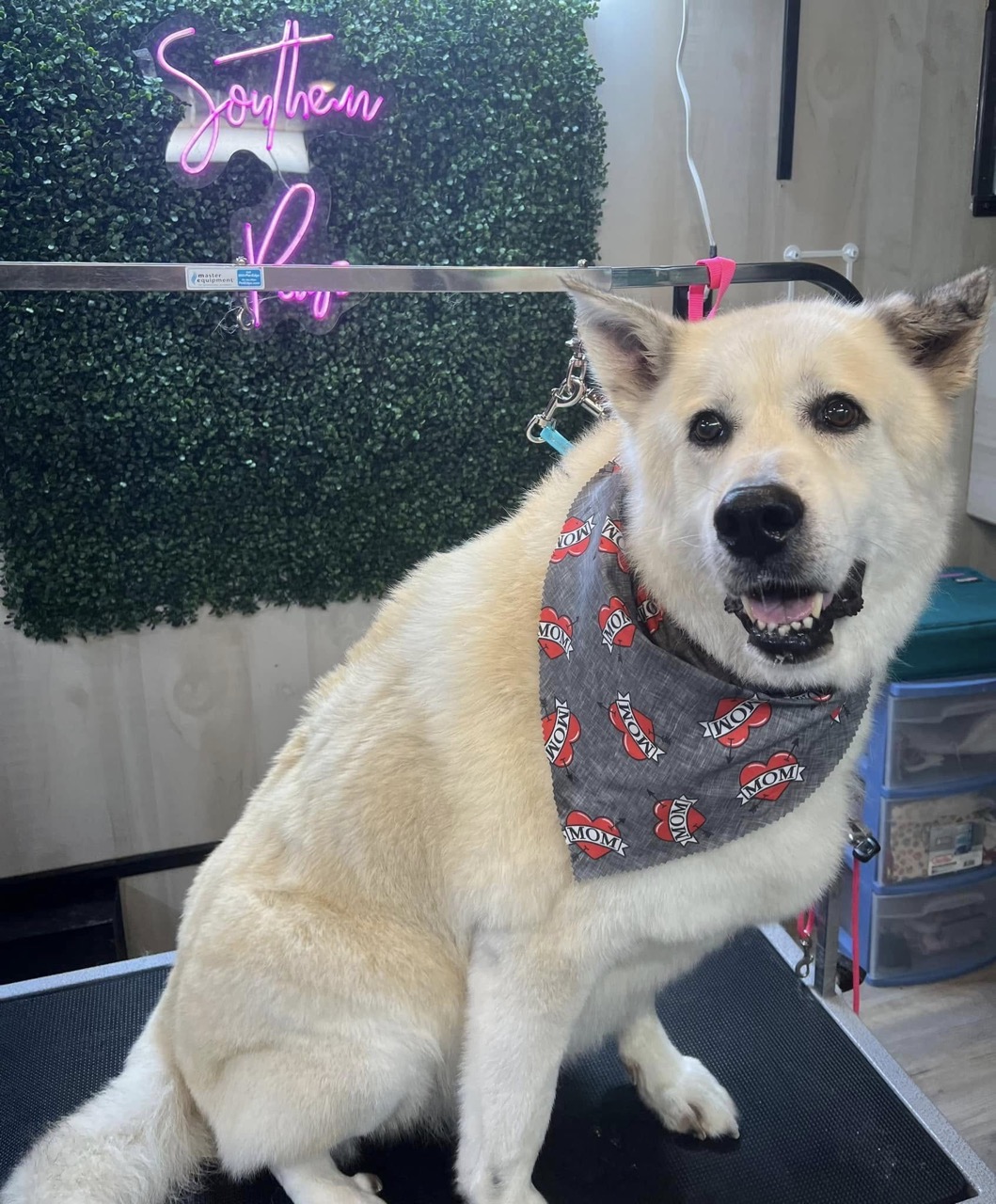 Mobile Grooming Gallery image