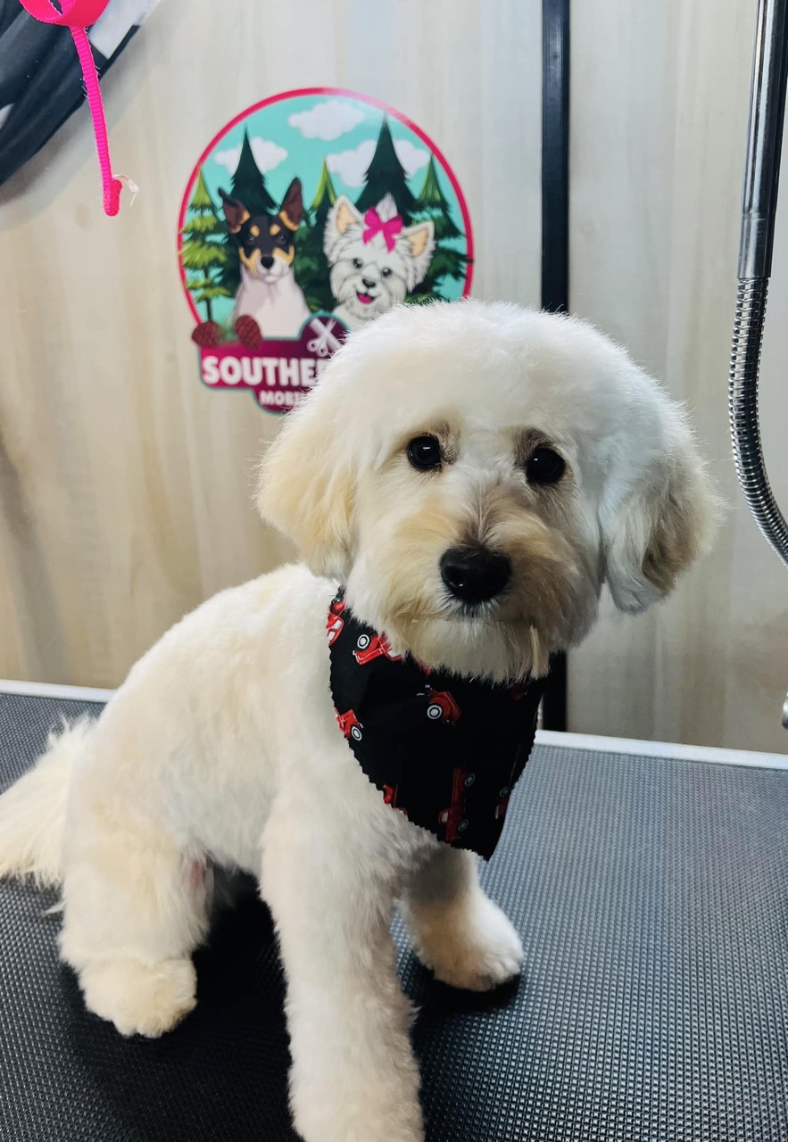 Mobile Grooming Gallery image