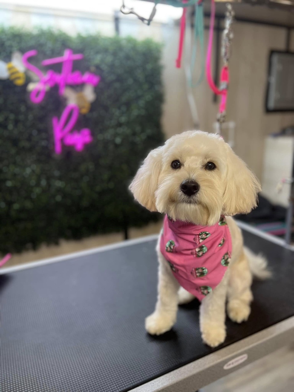 Mobile Grooming Gallery image