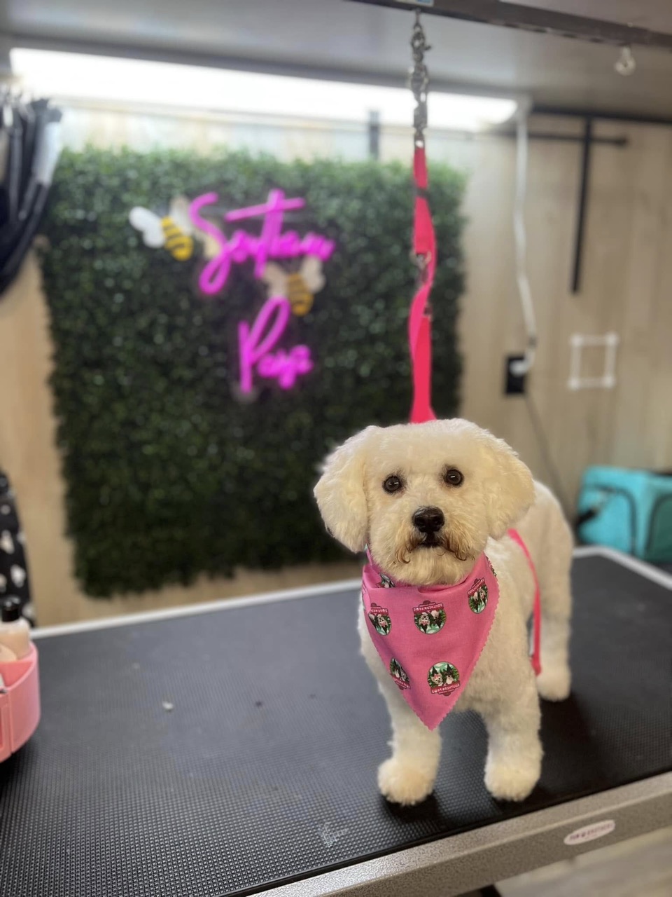 Mobile Grooming Gallery image