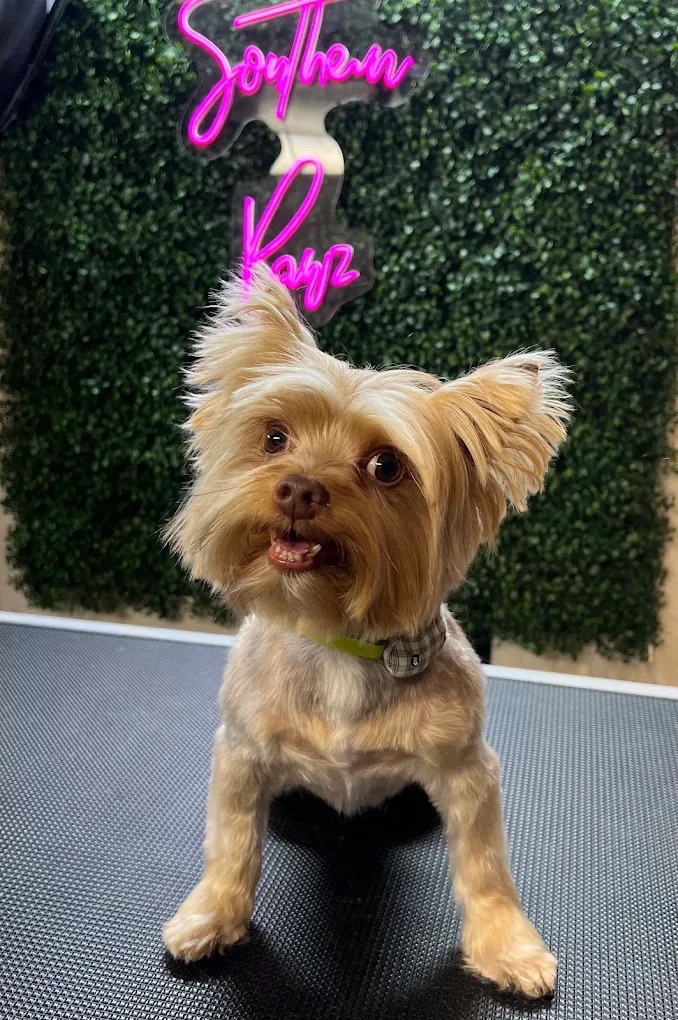 Mobile Grooming Gallery image