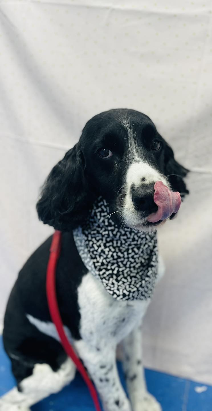 Seven Lakes Grooming