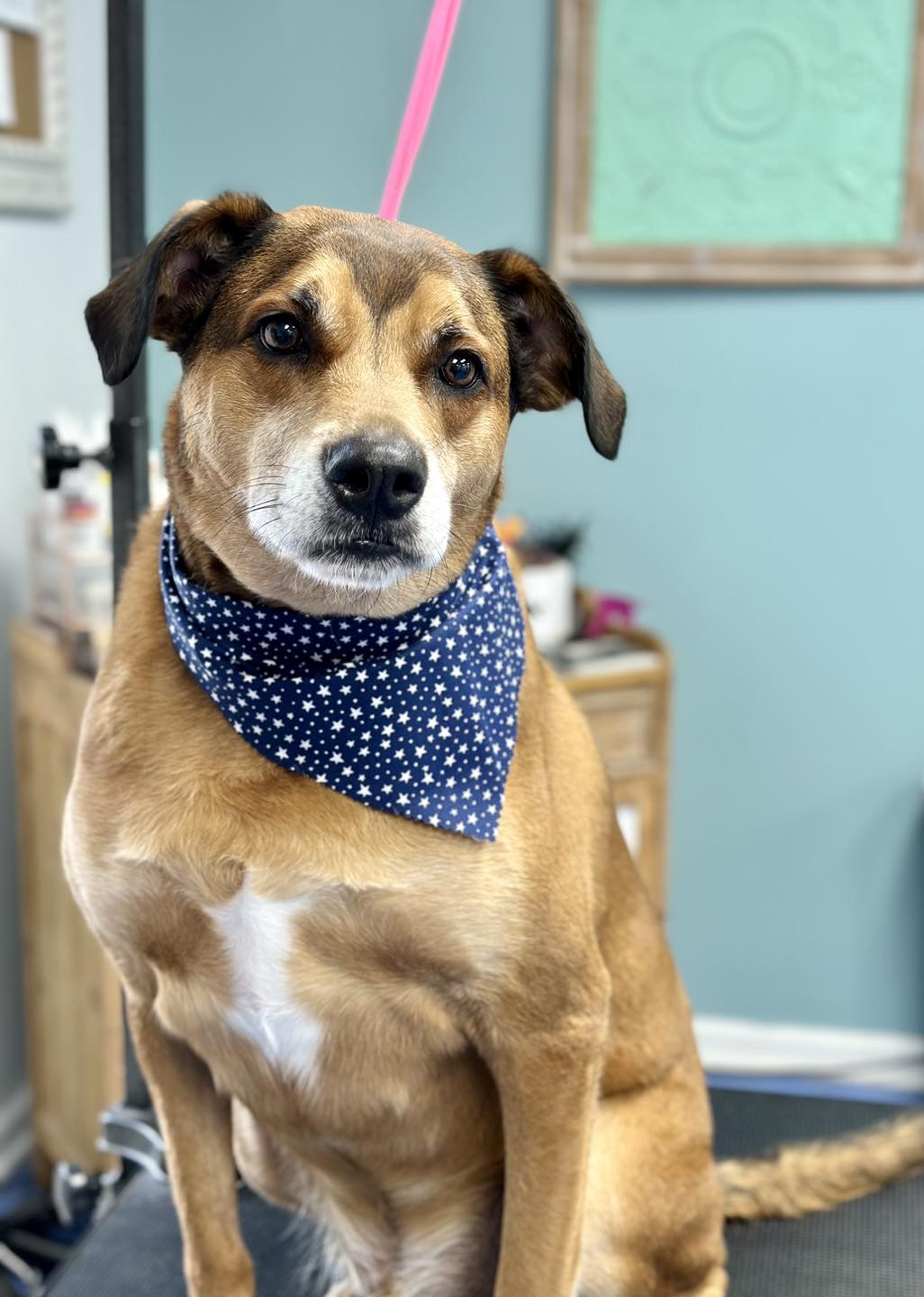 Seven Lakes Grooming