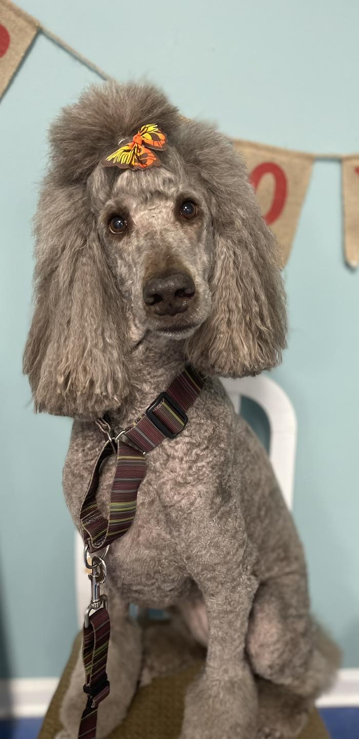 Dog Grooming Spa in Seven Lakes